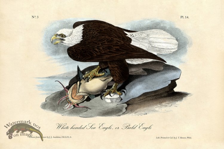 (image for) Bald Eagle