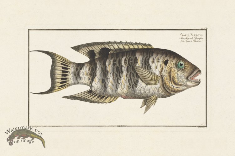 (image for) BLOCH FISH 257