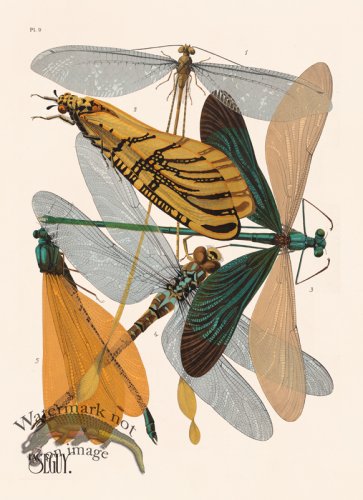 (image for) Seguy Bug 09