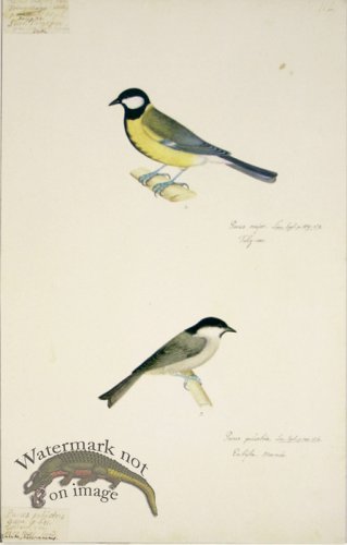(image for) 112 Swedish Birds . Parus Major & Palustris, Tit