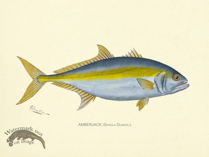 (image for) Amberjack