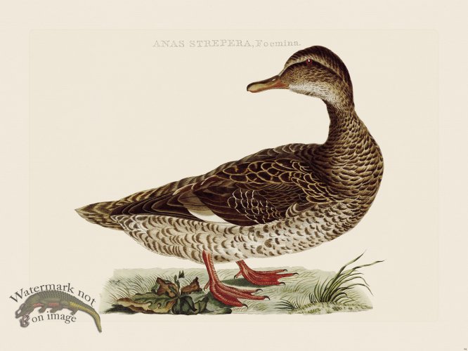 (image for) Nozeman Bird 094