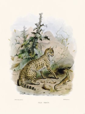 Elliot Cat 32 Cat Furnished