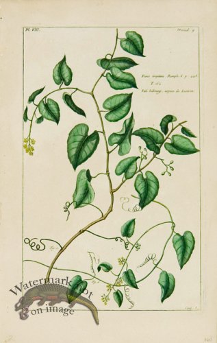 (image for) Buchoz Bot 60