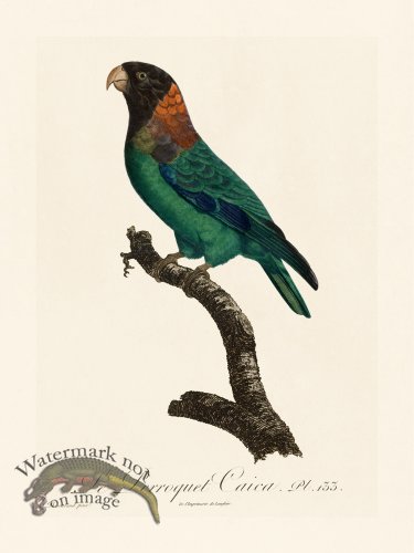 (image for) Barraband Parrot 133