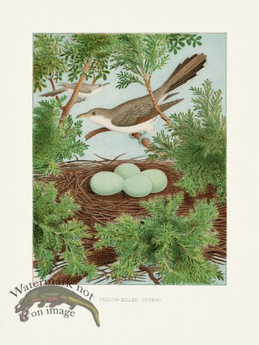 Thomas Gentry Bird 10