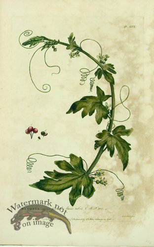 (image for) Philip Miller 123