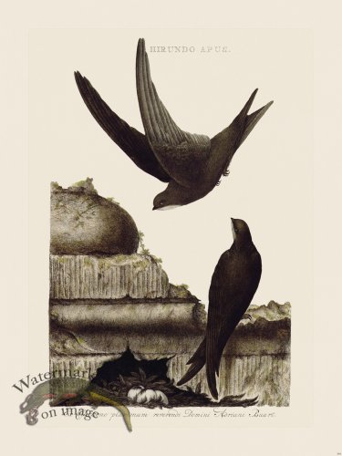 (image for) Nozeman Bird 164