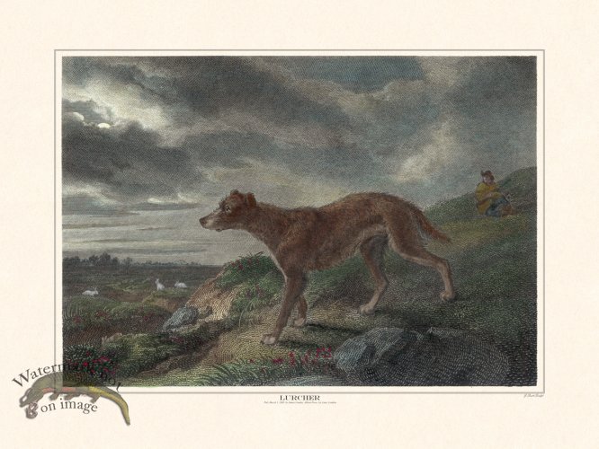 (image for) TSR Lurcher