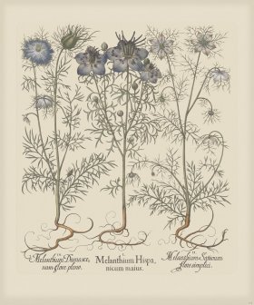 Besler 175 Colored B2