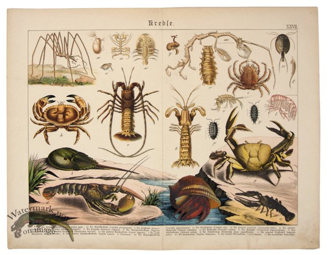 (image for) Crustacean Lobster Crab