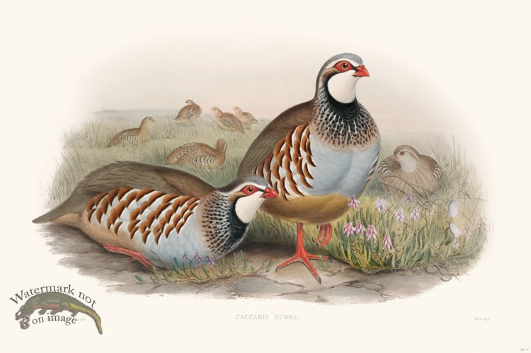 (image for) Gould Game Bird 037