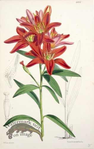 (image for) CBMS_0013