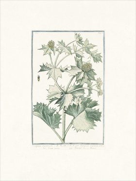 Bonelli 517 Seaside eryngo