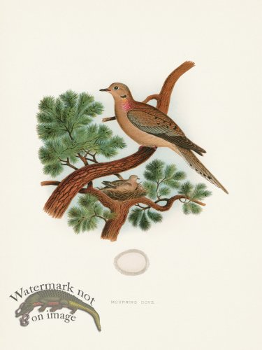 Thomas Gentry Bird 24