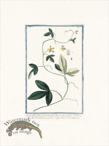 (image for) Bonelli 371 Passion flower