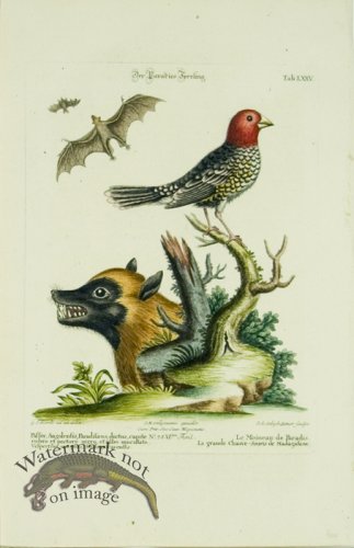 (image for) SB 20 Le Moineau de Paradis (The Sparrow of Paradise)