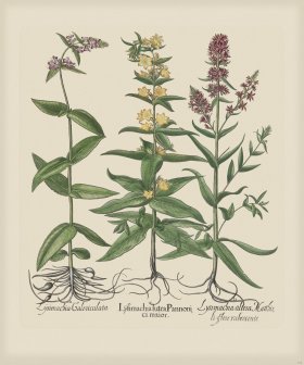 Besler 268 Colored B2