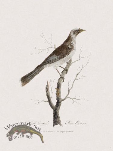 16 New Holland Caffowary