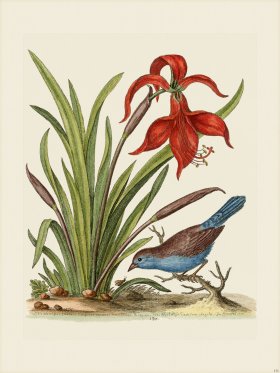 Edwards 131 Narcissus Jacobea 