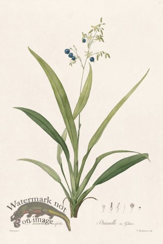 (image for) Les Liliacees Redoute 001