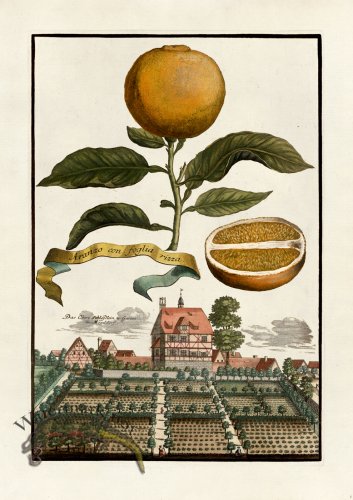 (image for) Volckamer 008