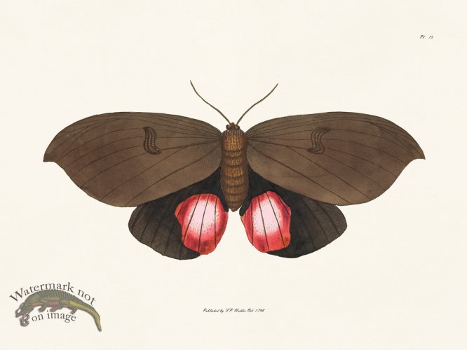 (image for) Nodder BF 15