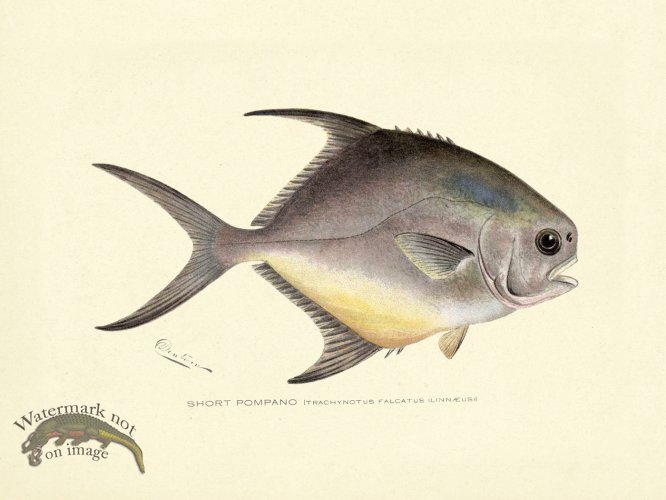 (image for) Pompano - Short
