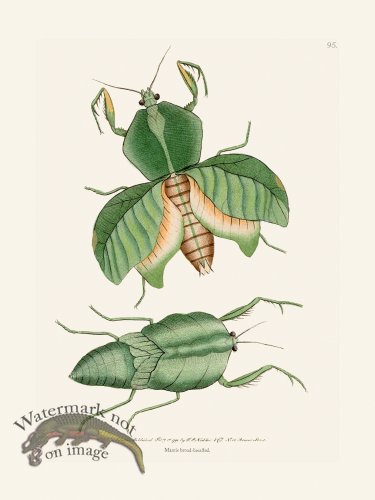 (image for) 095 Mantis Broad-Breasted