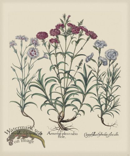 (image for) Besler 318 Colored B2