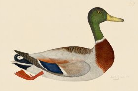 Rudbeck CFA 247 Mallard