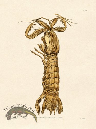 (image for) Shaw Nodder SL 19