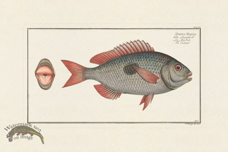 (image for) BLOCH FISH 270