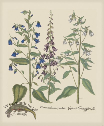 (image for) Besler 155 Colored B2