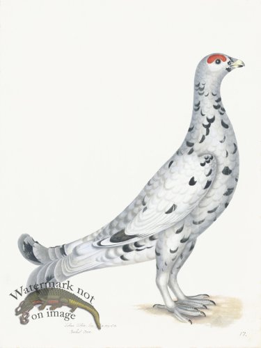 (image for) Rudbeck 017 BLACK GROUSE 18x24