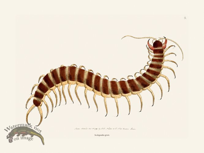 (image for) 009 Scolopendra Great