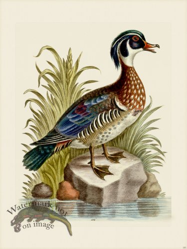 (image for) Edwards 101 Summer Duck of Catesby