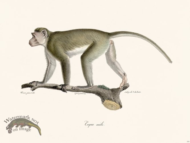 (image for) Cuvier 370