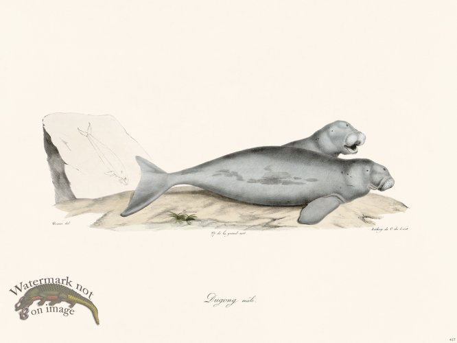 Cuvier 417 Male Dugong