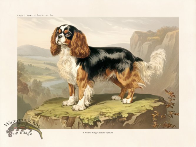 (image for) CFA Dog Cavalier King Charles Spaniel 01