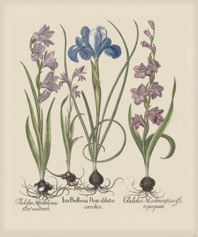 Besler 201 Colored B2