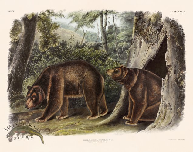 127 Cinnamon Bear
