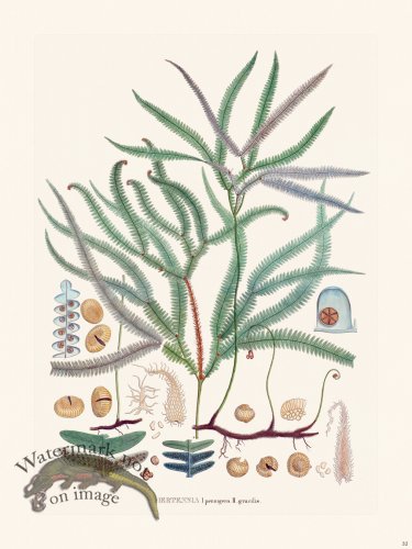 (image for) Ferns of Brazil 32