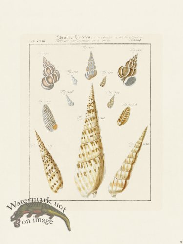 (image for) Martini Shells 071