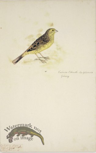 (image for) 76 Swedish Birds . Emberiza Citrinella, Yellow Bunting
