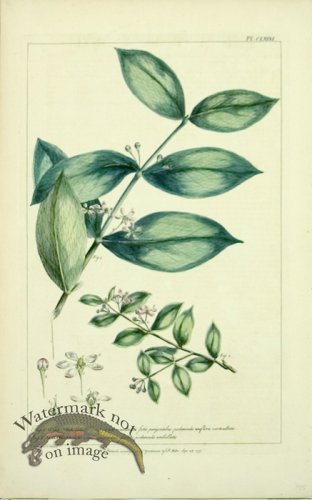 (image for) Philip Miller 064