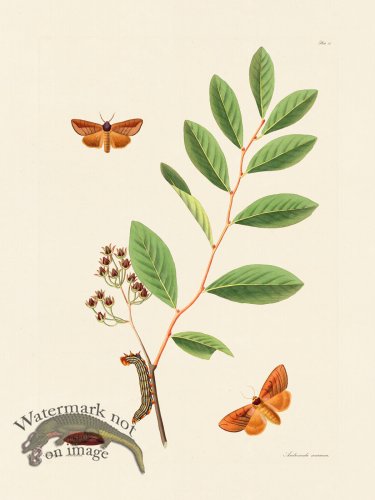 (image for) Abbot Butterfly 081