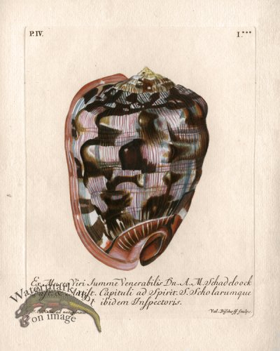 (image for) Knorr Shell 01