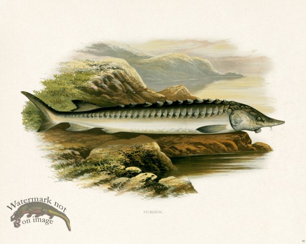 (image for) British FW 38