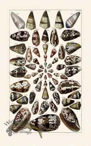 (image for) Seba B2 042